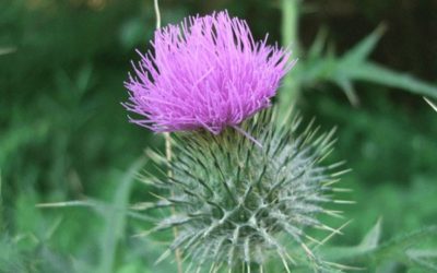 8 Effective Ways to Remove Thistles in Pastures