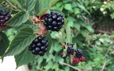 5 Tips for Blackberry Weed Control