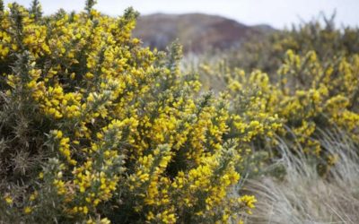 Gorse Removal: Everything You Need To Know