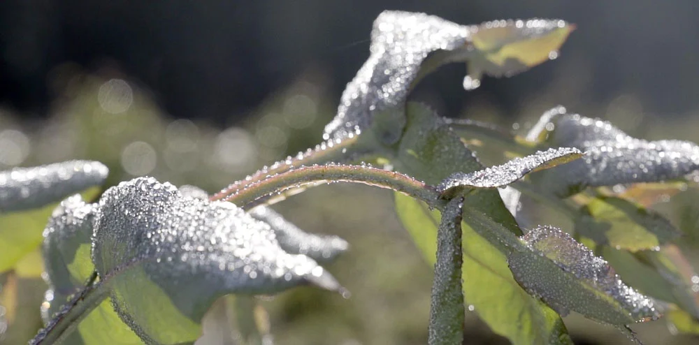 rencon-land-services-contact commercial-weed-spraying-companies