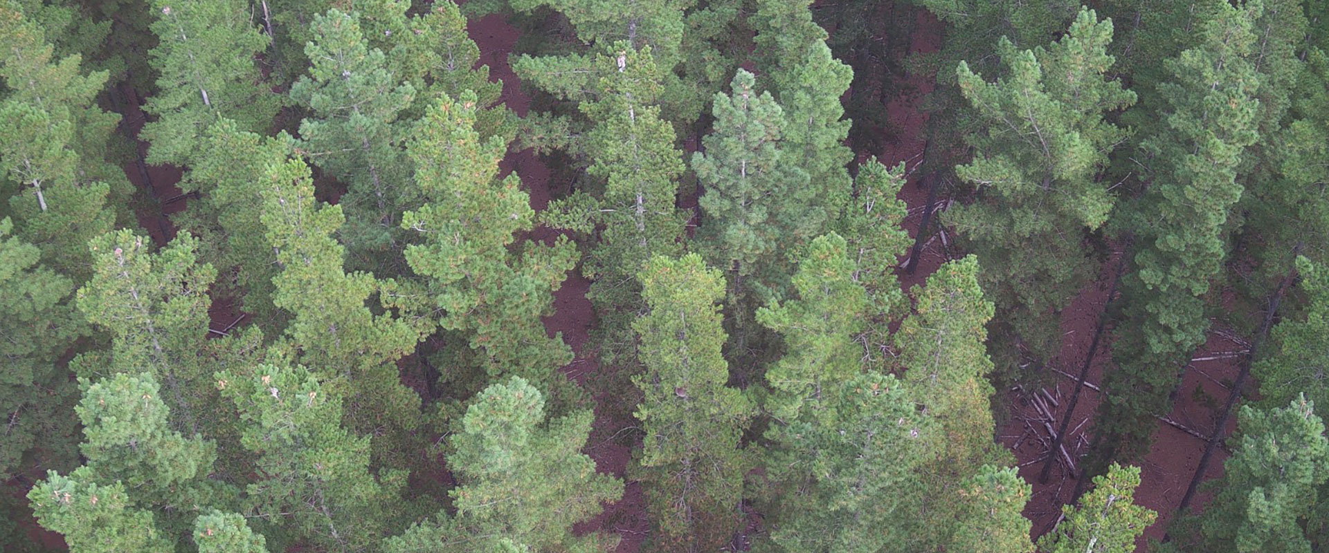 Plantation forest from above