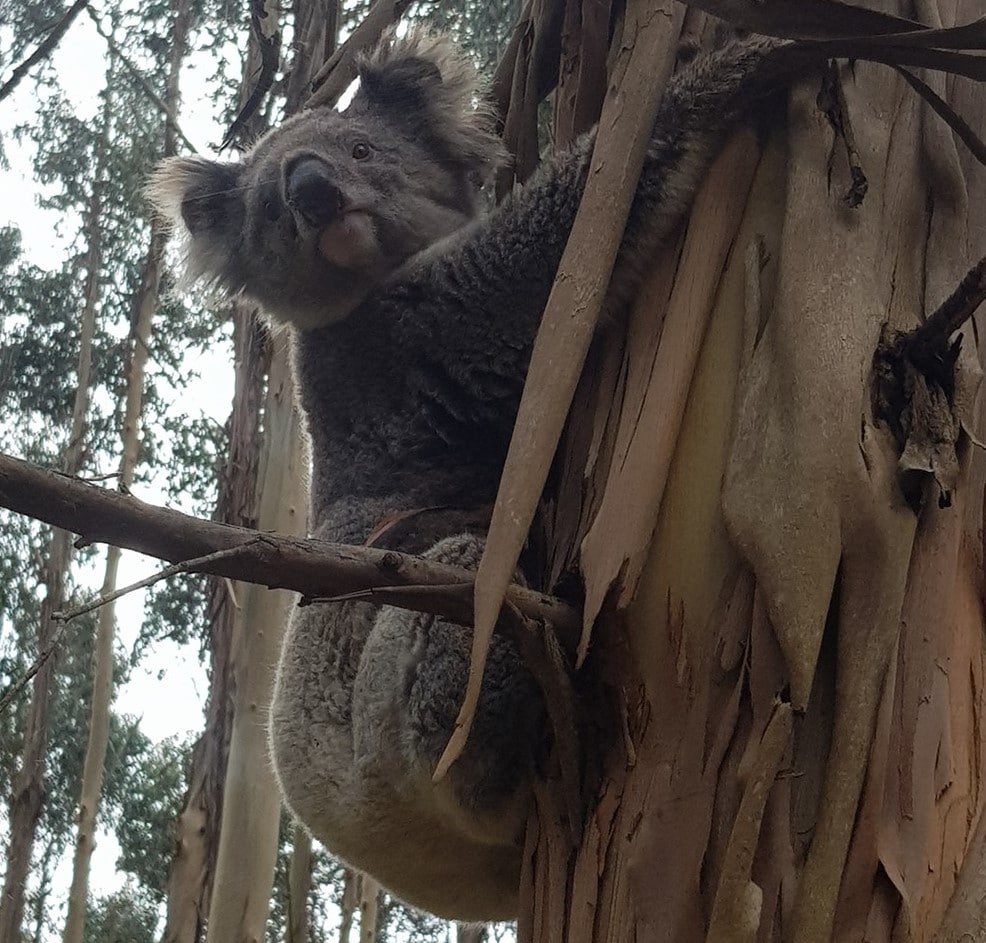 Koala-Management-2-2