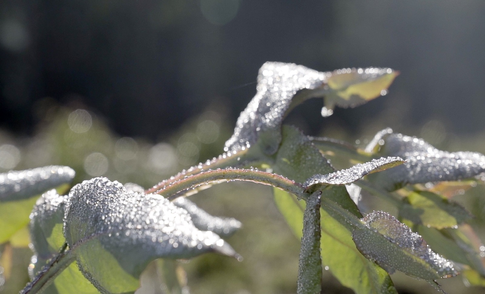Fauna Management Header Image commercial-weed-spraying-companies