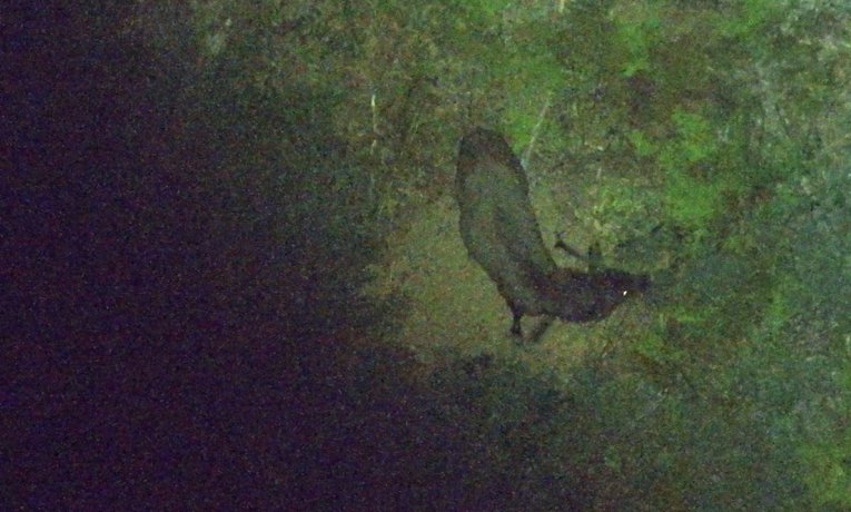Invasive deer detected at night during a pest control program