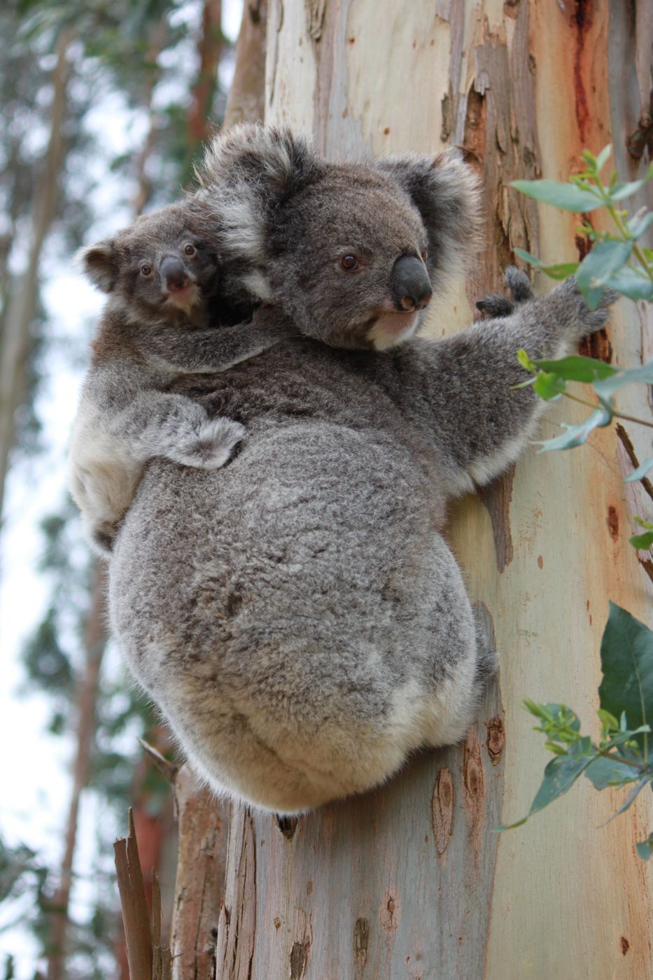 Koala mother and joey in a eucalypt